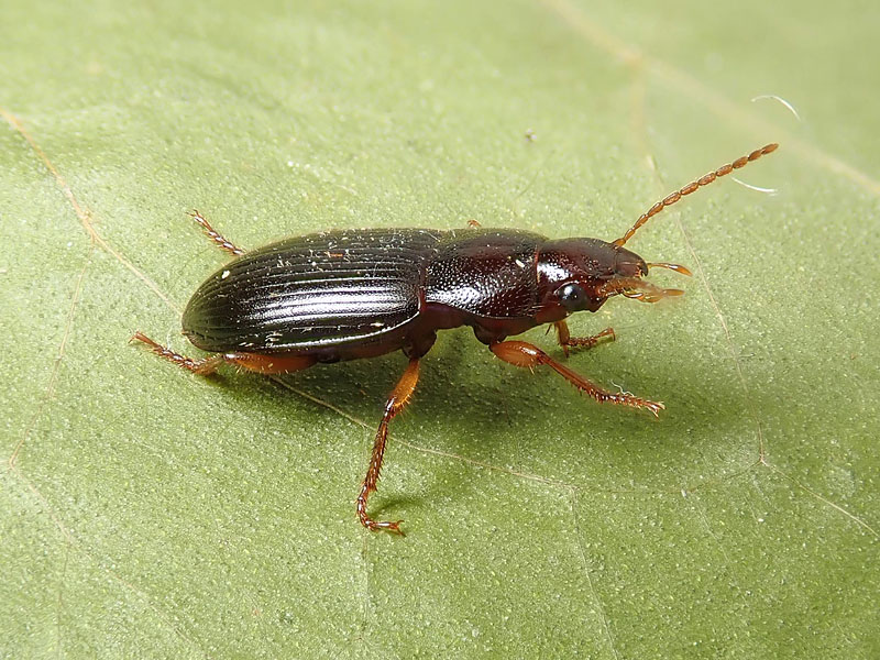 Carabidae: Ophonus cfr. puncticeps